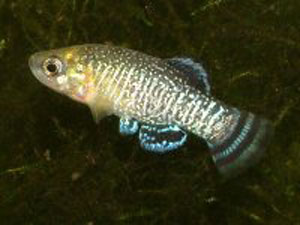 aphanius iberus